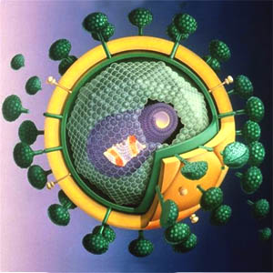 Вирус иммунодефицита человека - ВИЧ