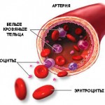 Состав крови человека